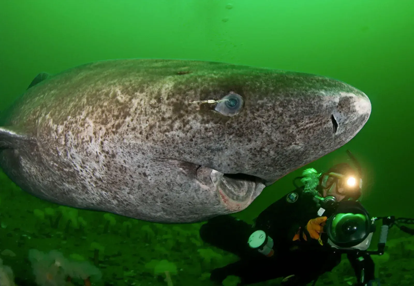 The Greenland Shark's Four-Century Patience (Image Credits: Source: wikimedia)