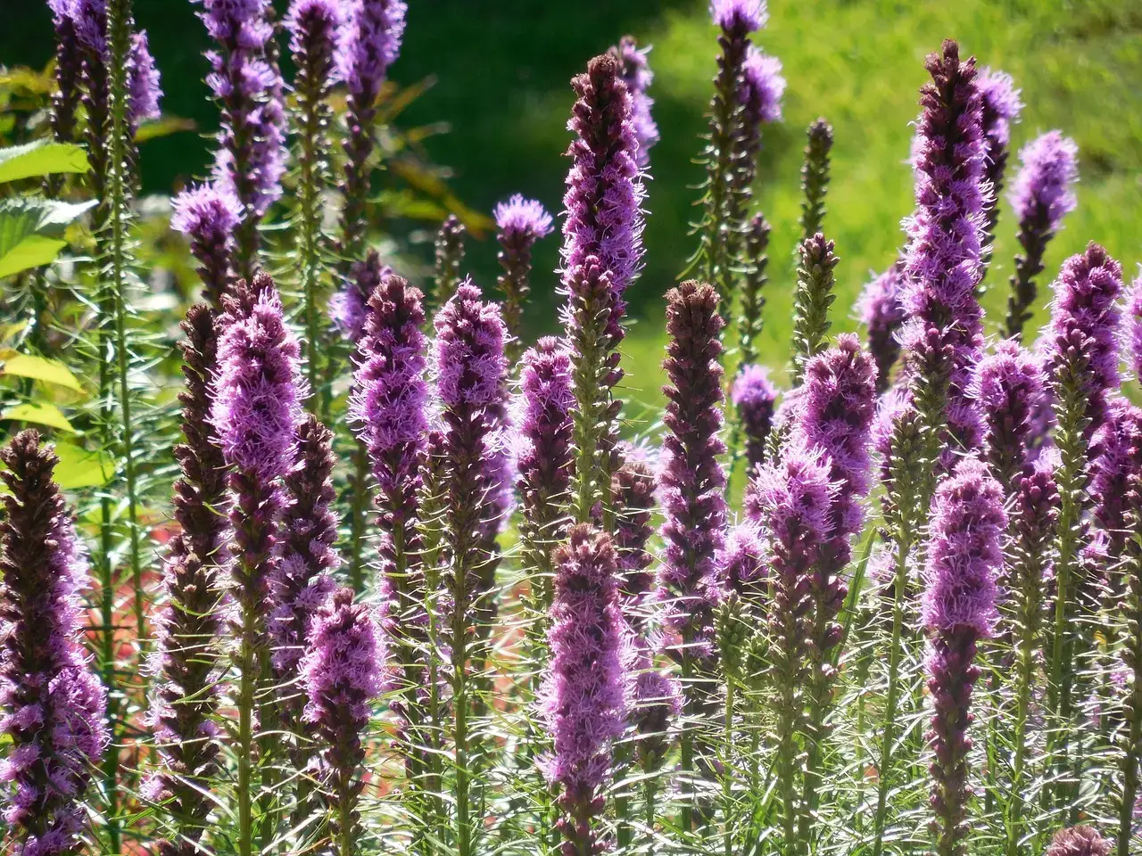 #7 - Liatris (Blazing Star) (Image Credits: Pixabay)
