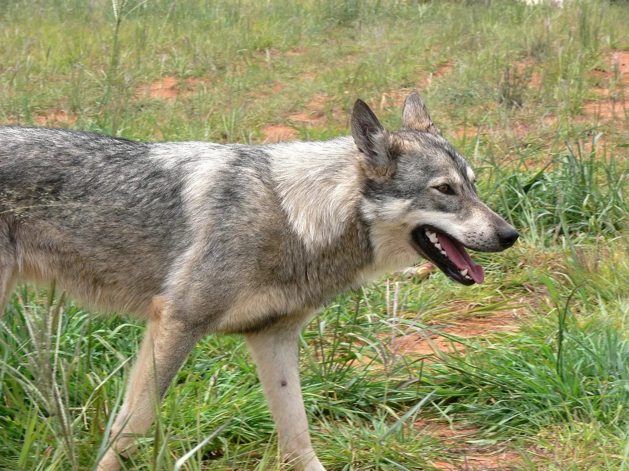 Adaptations in Hunting Tactics (Image Credits: Pixabay)
