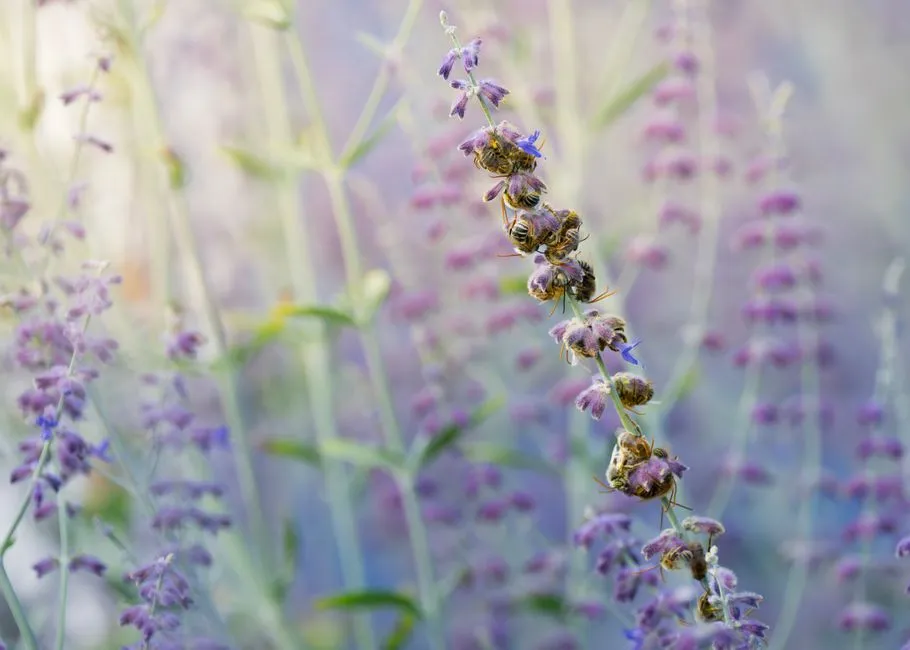 5. Russian Sage: The Wispy Cloud They Rarely Munch (Image Credits: Pexels)