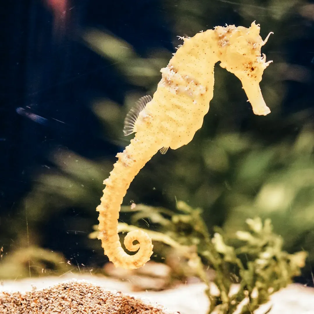 Libra (September 23 &ndash; October 22): The Seahorse (Image Credits: Unsplash)
