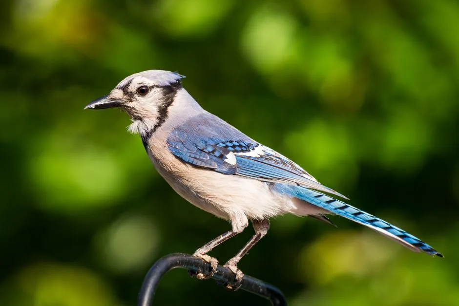Inside the Blue Jay Brain: Why Caching Demands Serious Intelligence (Image Credits: Pexels)