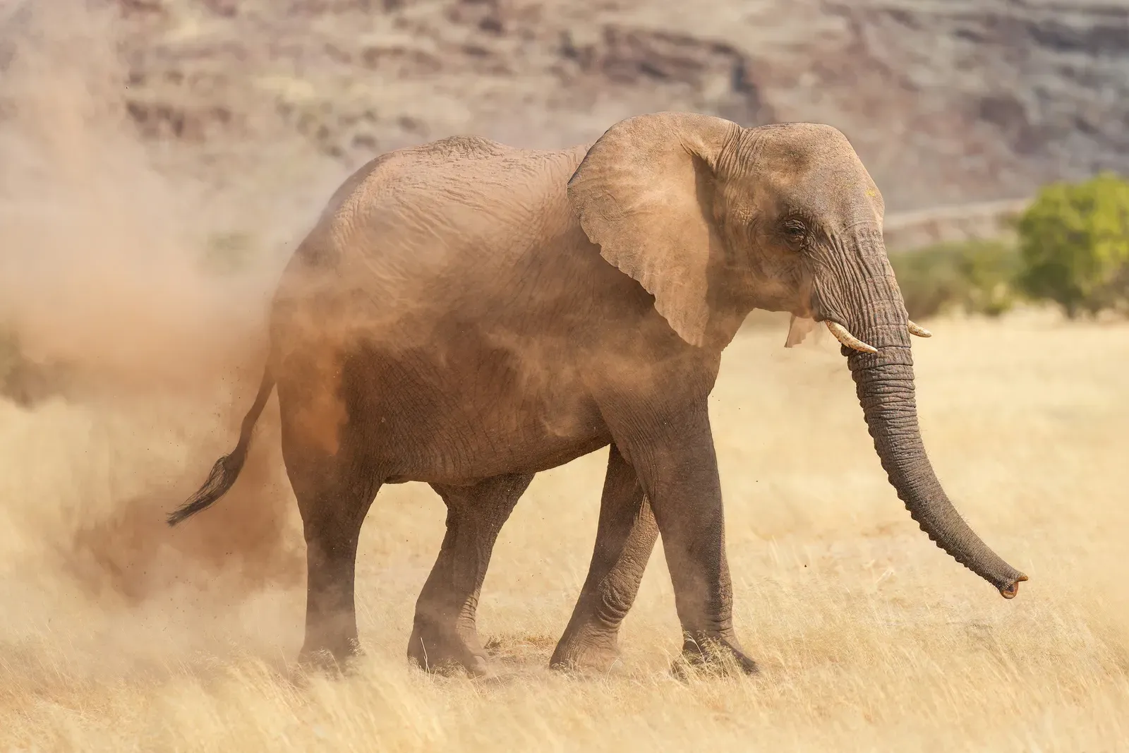 The Social Dimension: Dust Bathing as a Bonding Ritual (By Giles Laurent, CC BY-SA 4.0)