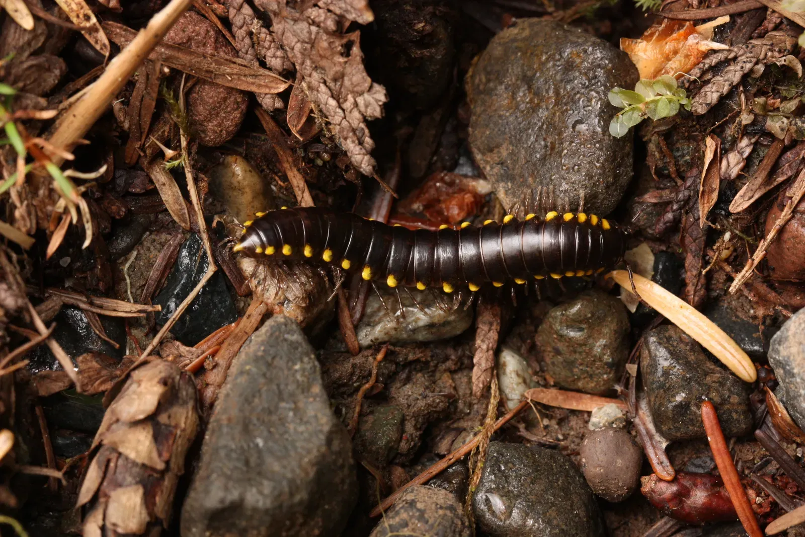 Yellow-Spotted Millipede: The Cyanide Assassin (Image Credits: Wikimedia)