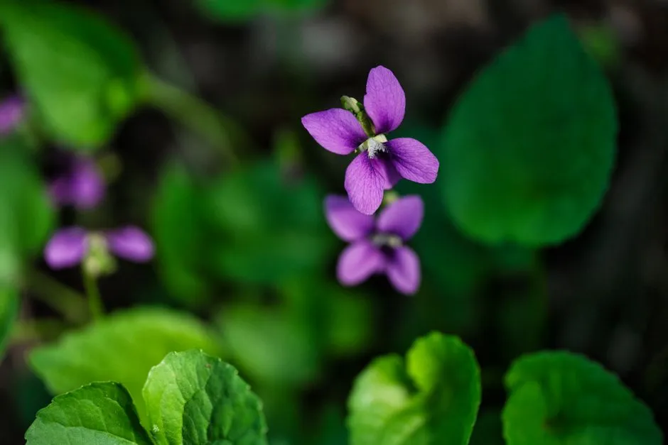 4. Native Violets (Viola species): Tiny Flowers, Huge Impact (Image Credits: Pexels)