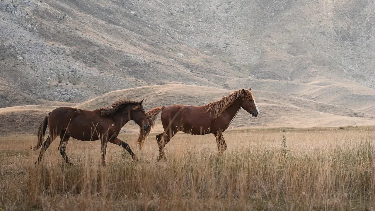8. The Great Plains Tallgrass Prairie: A Ghost Ecosystem Roaring Back (Image Credits: Pixabay)