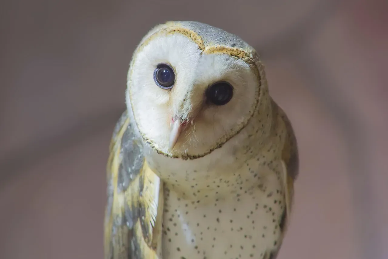 Owls: The Garden's Rodent Management System (Image Credits: Pixabay)