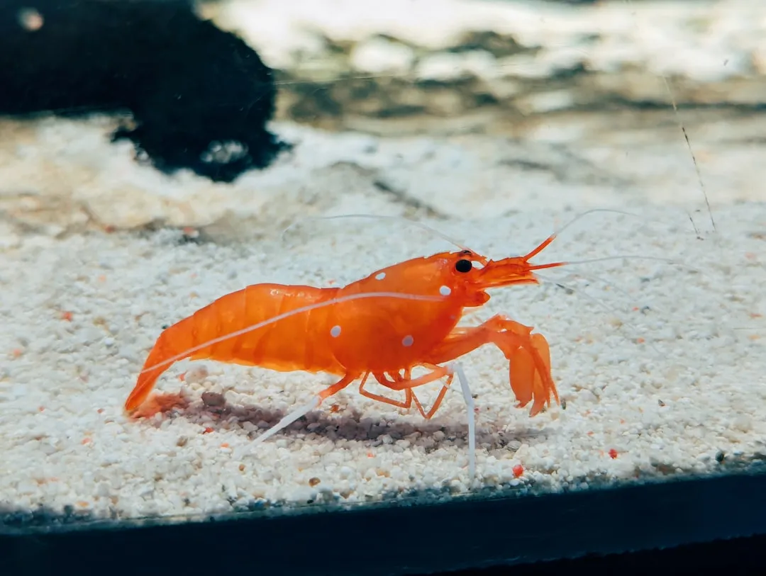 Brine Shrimp and Fairy Shrimp: &ldquo;Sea Monkeys&rdquo; With Time‑Travel Eggs (Image Credits: Unsplash)