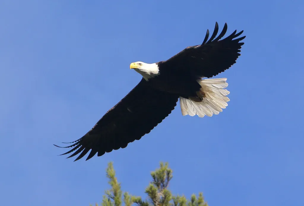 Birth Number 8: The Powerful Eagle (Image Credits: Flickr)