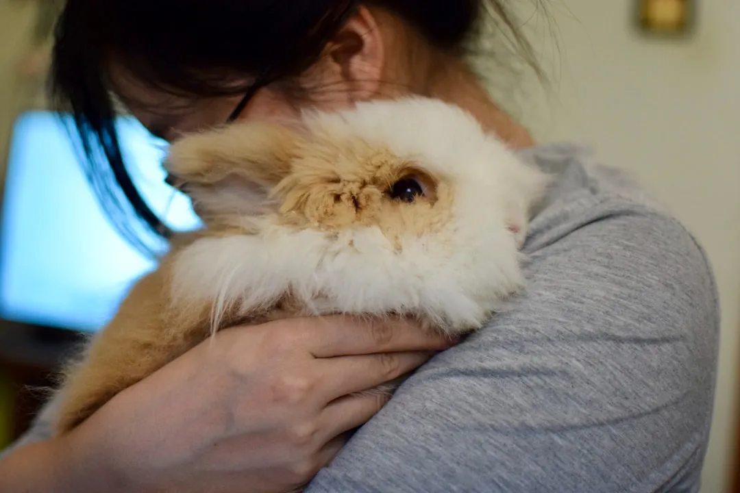 Cancer: The Gentle Soul Rabbits Sense Instantly (Image Credits: Unsplash)