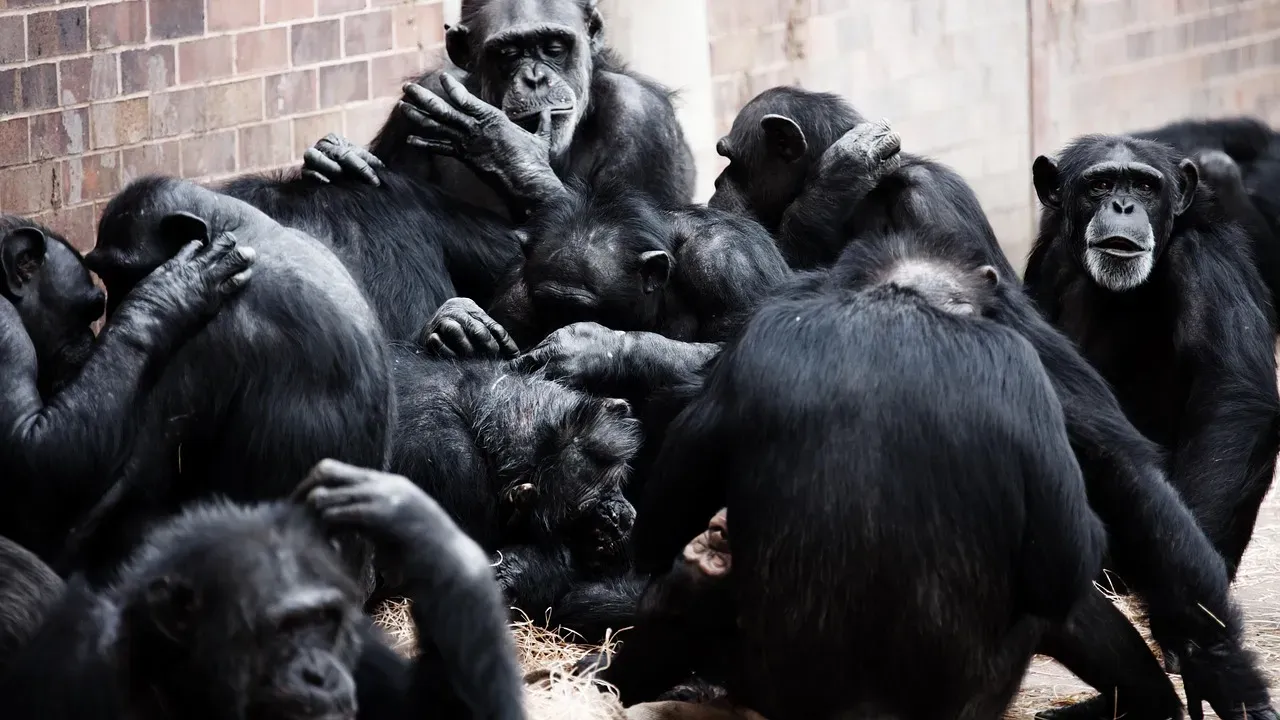 4. Chimpanzees: Politics, Alliances, and Family Drama (Image Credits: Pixabay)