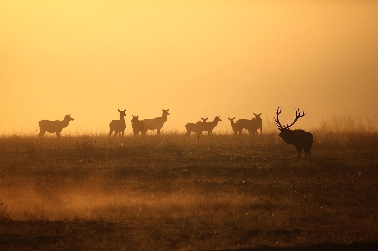 Great Smoky Mountains National Park - Southeastern Wildlife Diversity (Image Credits: Pixabay)