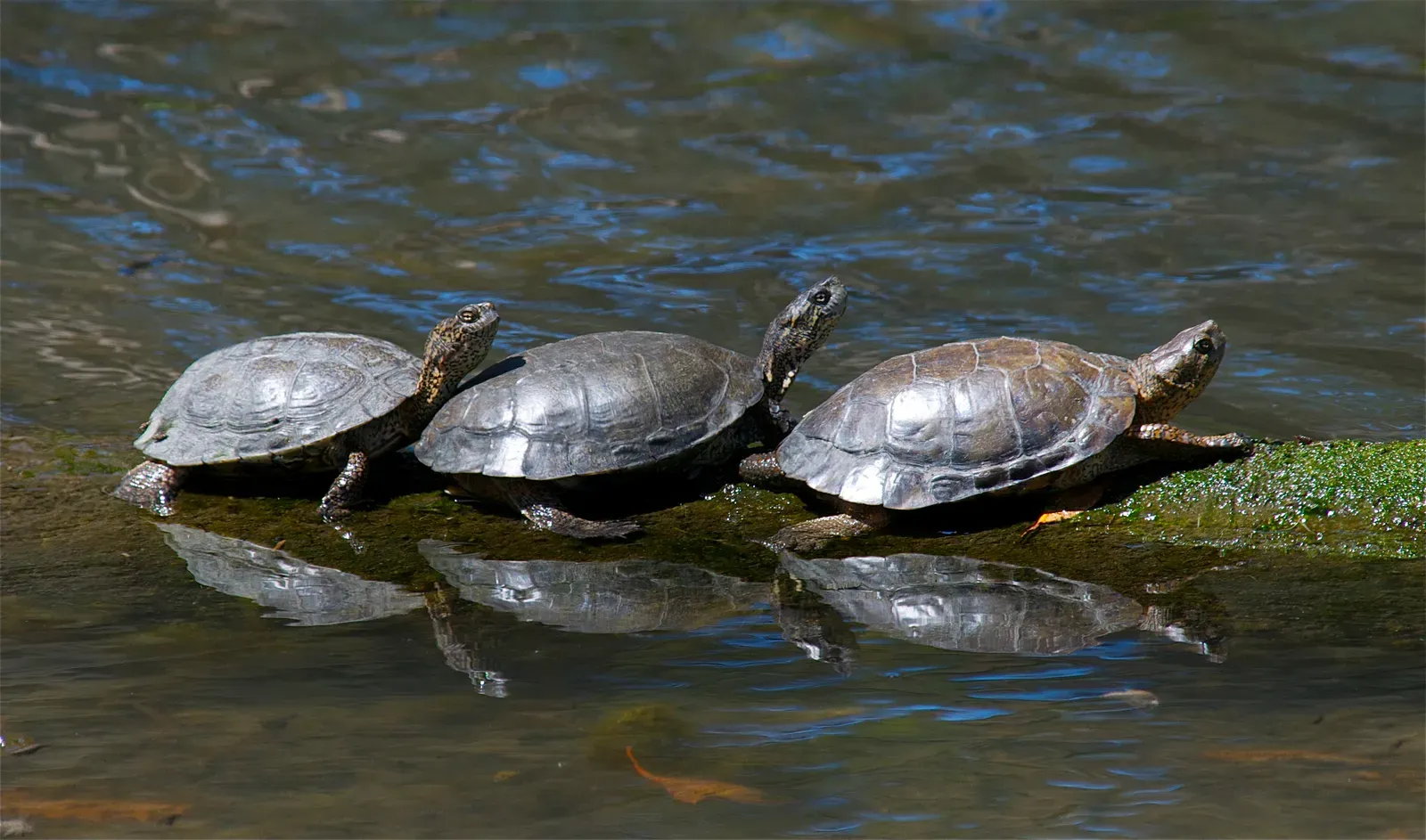 Woodland Park Zoo: Pacific Northwest Conservation Champions (Image Credits: Wikimedia)