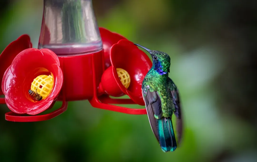 They Are Also Insect Hunters, Not Just Nectar Sippers (Image Credits: Unsplash)
