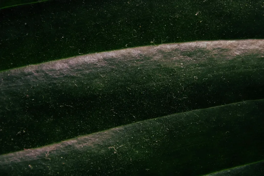 3. The Sea Cucumber: Throwing Its Own Guts at You (Image Credits: Unsplash)