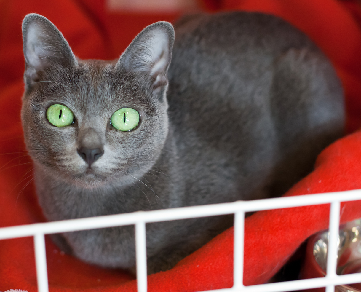 #11 Korat (Image Credits: Wikimedia)