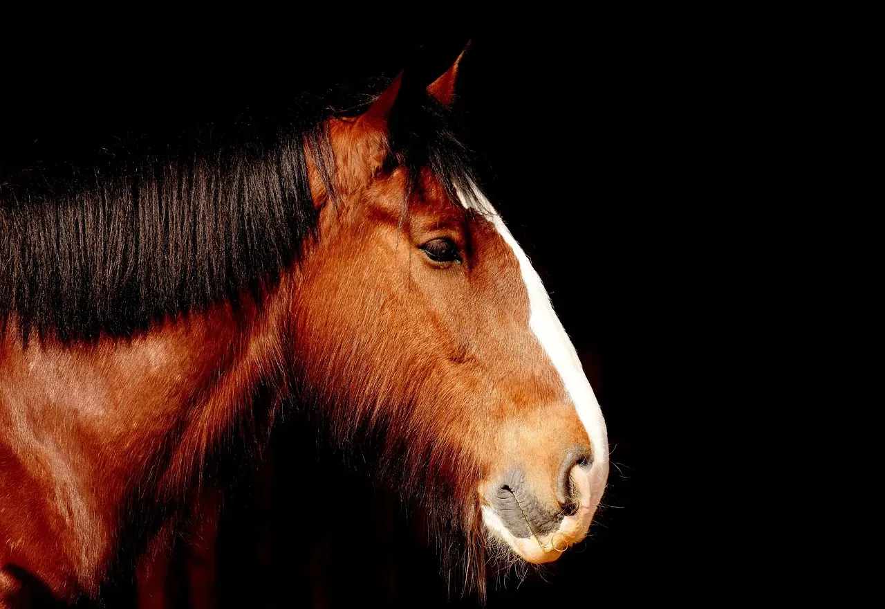 They Have the Largest Eyes of Any Land Mammal (Image Credits: Pixabay)