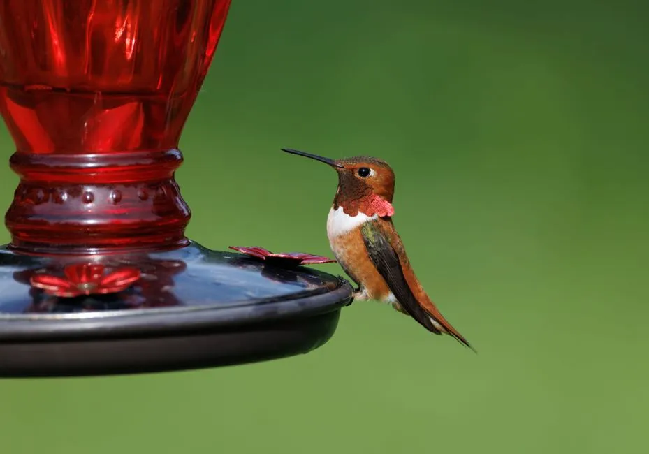 #10 - Rufous Hummingbird: Fewer Flickers at the Feeder (Image Credits: Pexels)