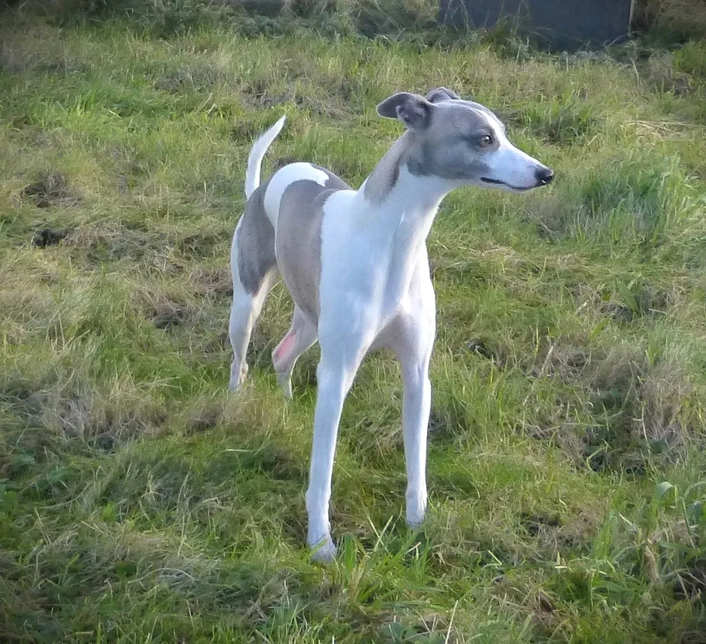 #6 - Italian Greyhound: Fragile Body Plus Sensitive Nerves Equals Bad for Chaos (gailhampshire, Flickr, CC BY 2.0)