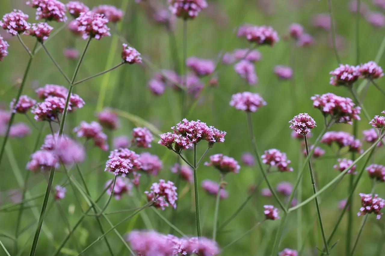 6 - Verbena (Verbena bonariensis) (Image Credits: Pixabay)