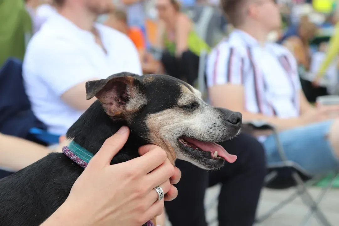 12 - Match Energy, Not Just Breed or Size (Image Credits: Unsplash)