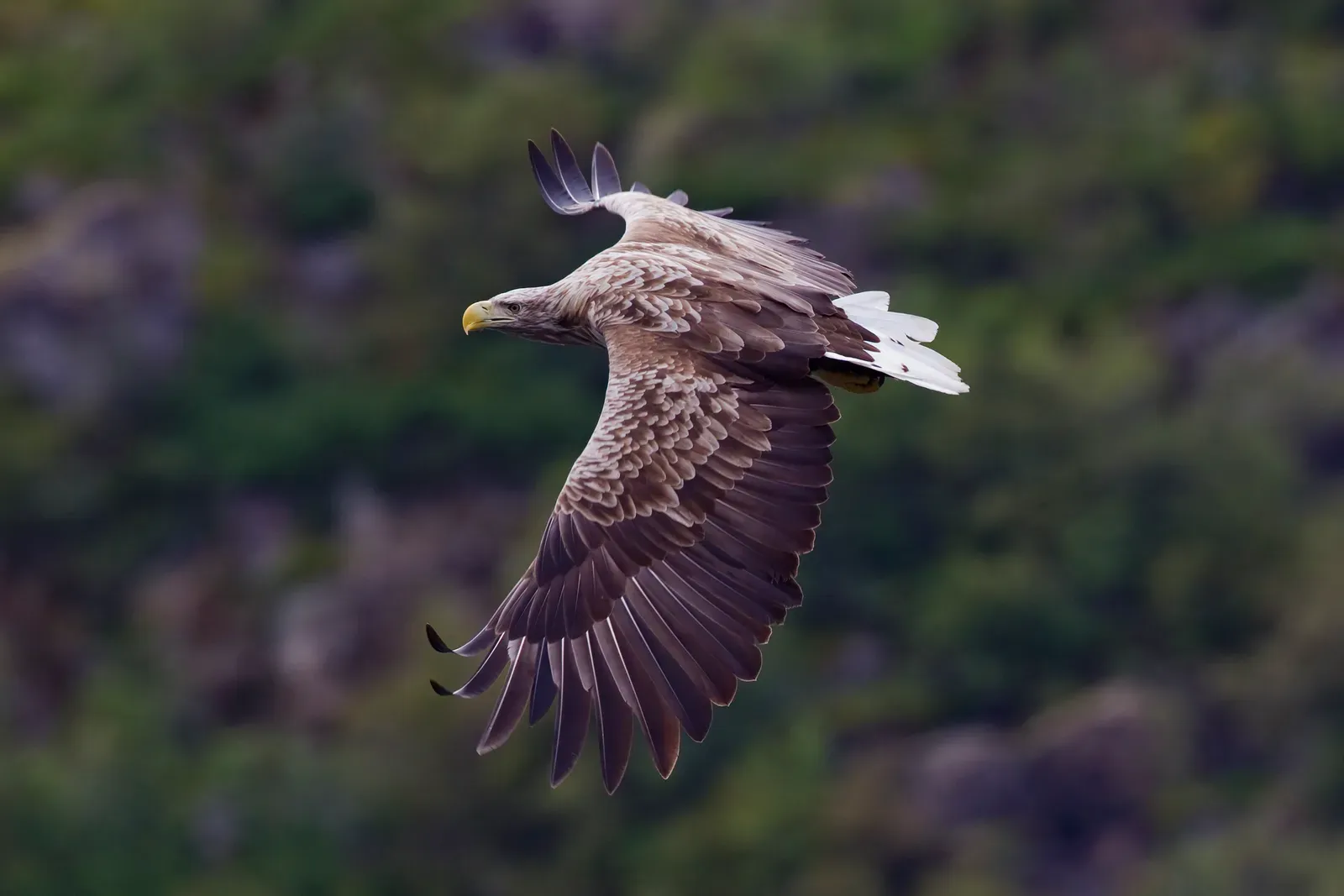 Rewilding and the Power of Ecosystem Thinking (By Yathin S Krishnappa, CC BY-SA 3.0)