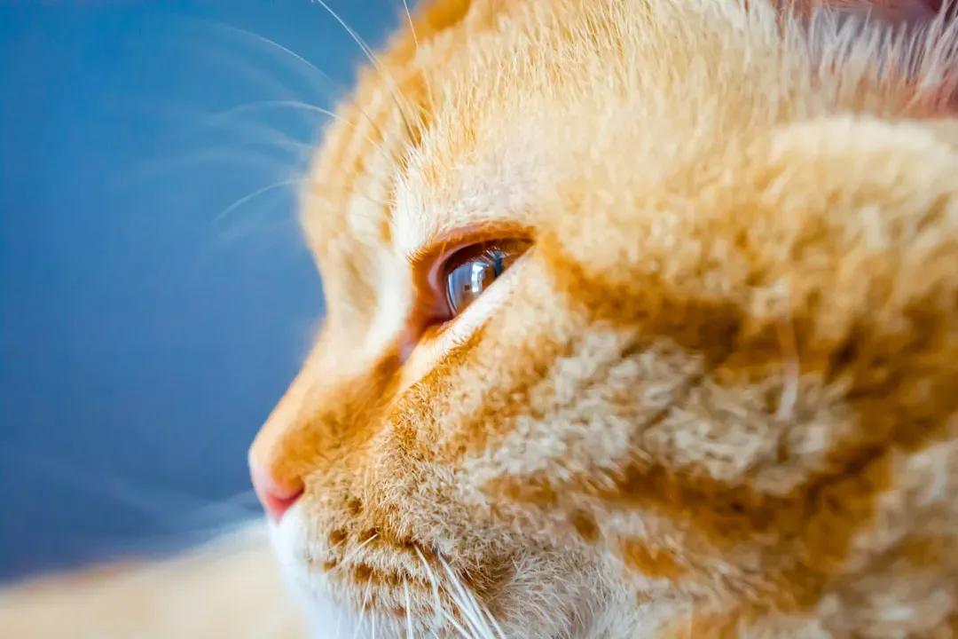 Why Scorpio's Personality Makes Cat Compatibility So Complicated (Image Credits: Unsplash)