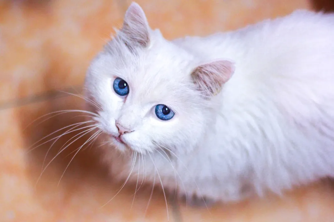 #3 - Turkish Angora (Image Credits: Unsplash)