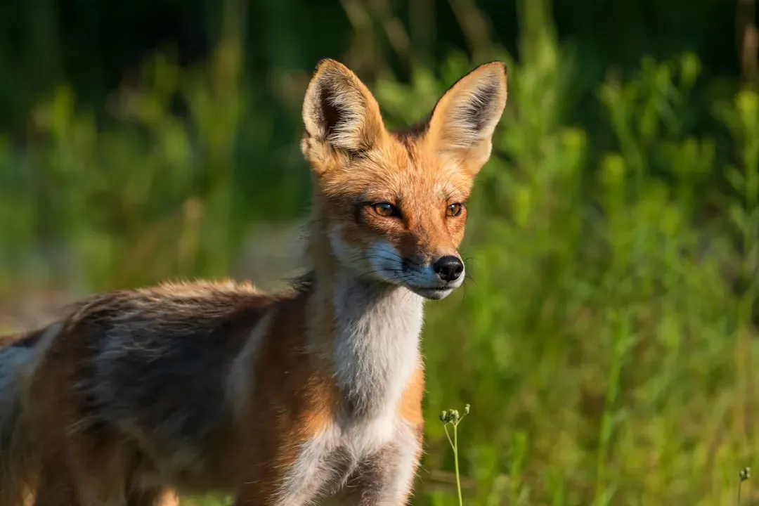 #3: FOXO3 - The Cellular Stress Controller (Image Credits: Unsplash)