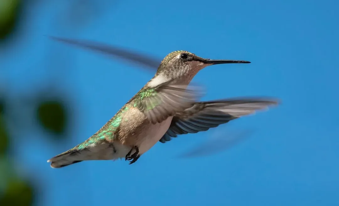 #4: Young Swifts Can Go Years Without Ever Touching the Ground (Image Credits: Unsplash)