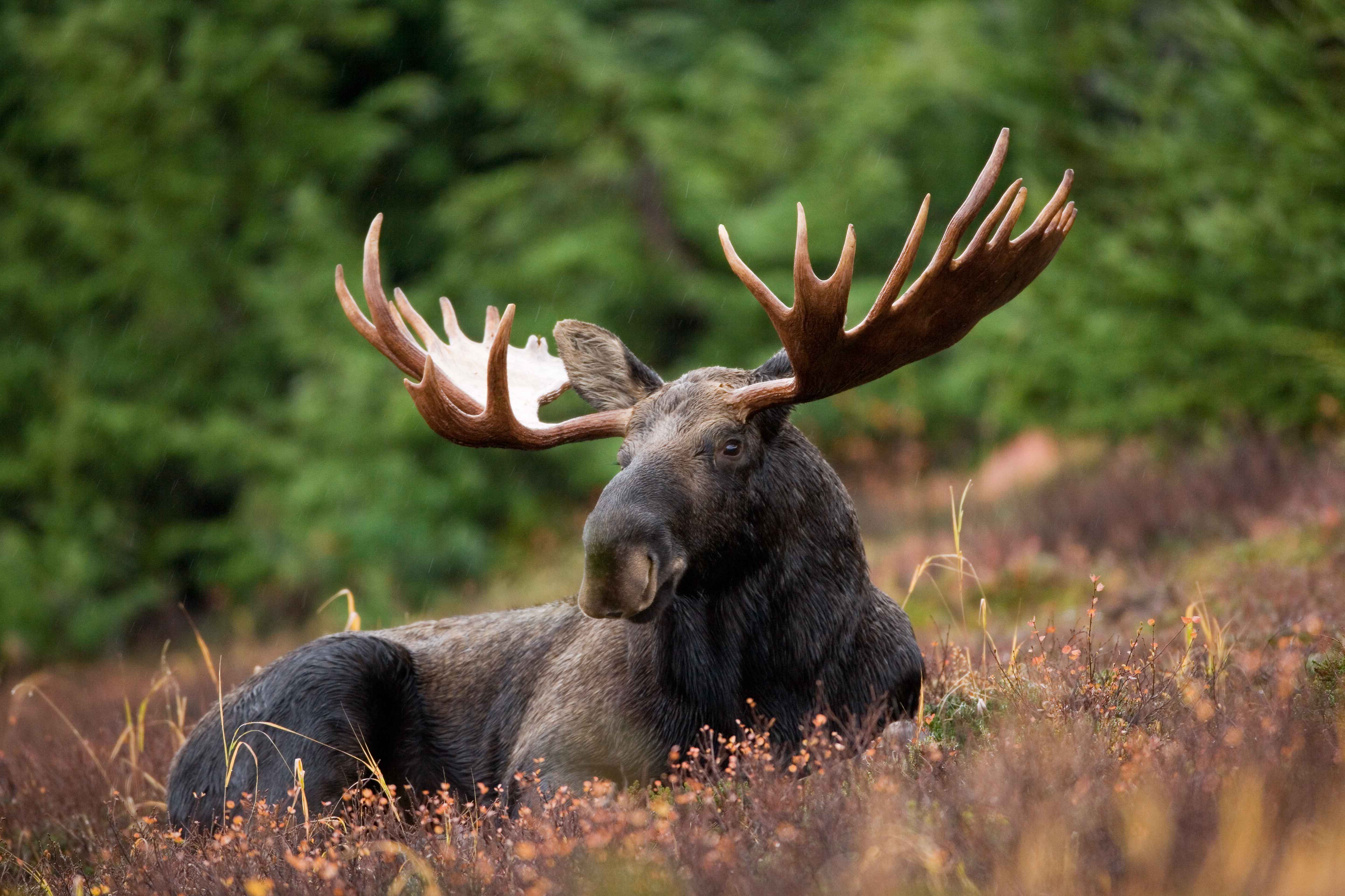 The Surprising Truth About Moose Danger (Image Credits: Wikimedia)