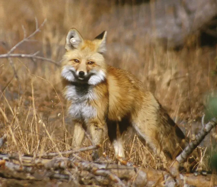 Sierra Nevada Red Fox: Alpine Enigma (Image Credits: Wikimedia)