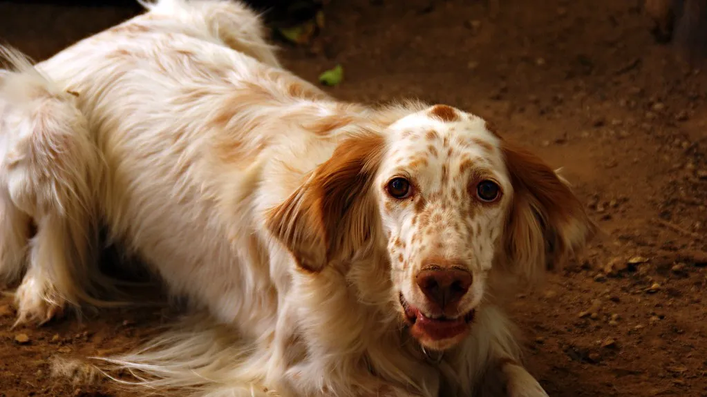 #2 - English Setter (The Quiet Status Symbol Nobody Recognizes Anymore) (Gabriela__F, Flickr, CC BY 2.0)