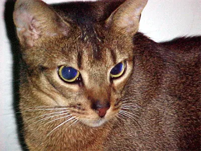 #26 - Abyssinian: Explorer-Turned Supervisor With Strict Standards (More Particular With Age) (Transferred from en.wikipedia to Commons., Public domain)