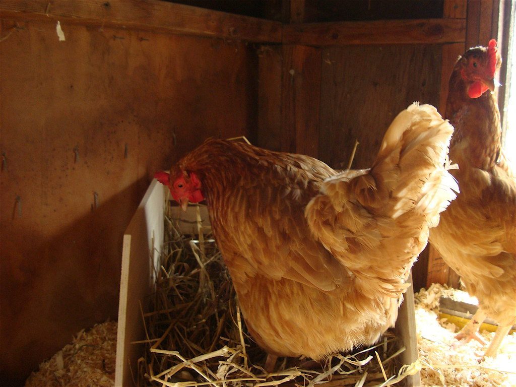 Inadequate Nesting Box Setup (Image Credits: Flickr)