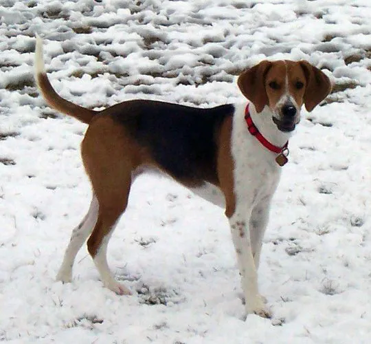 #2 - Harrier: The "Beagle on Stilts" Nobody Can Identify (Photo taken by Smcmilla.

Harrier (dog).jpg (Originally uploaded to en.wikipedia.org on October 23, 2005.), Public domain)