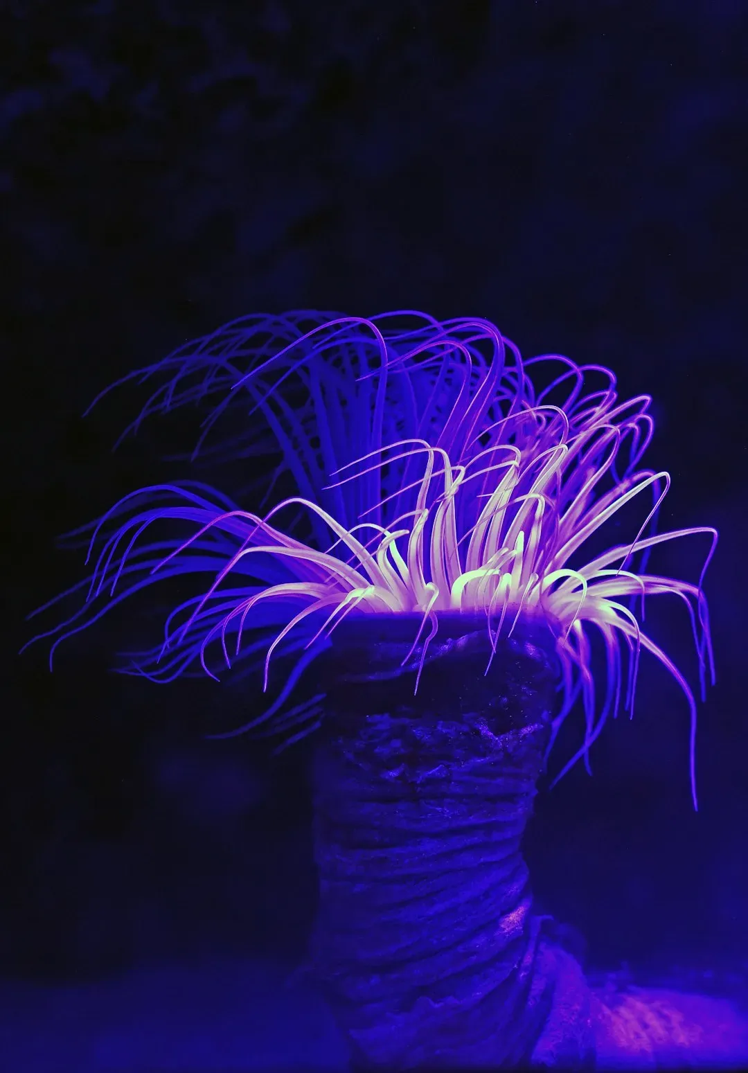 7. Giant Tubeworms: Methane Munchers (Image Credits: Unsplash)