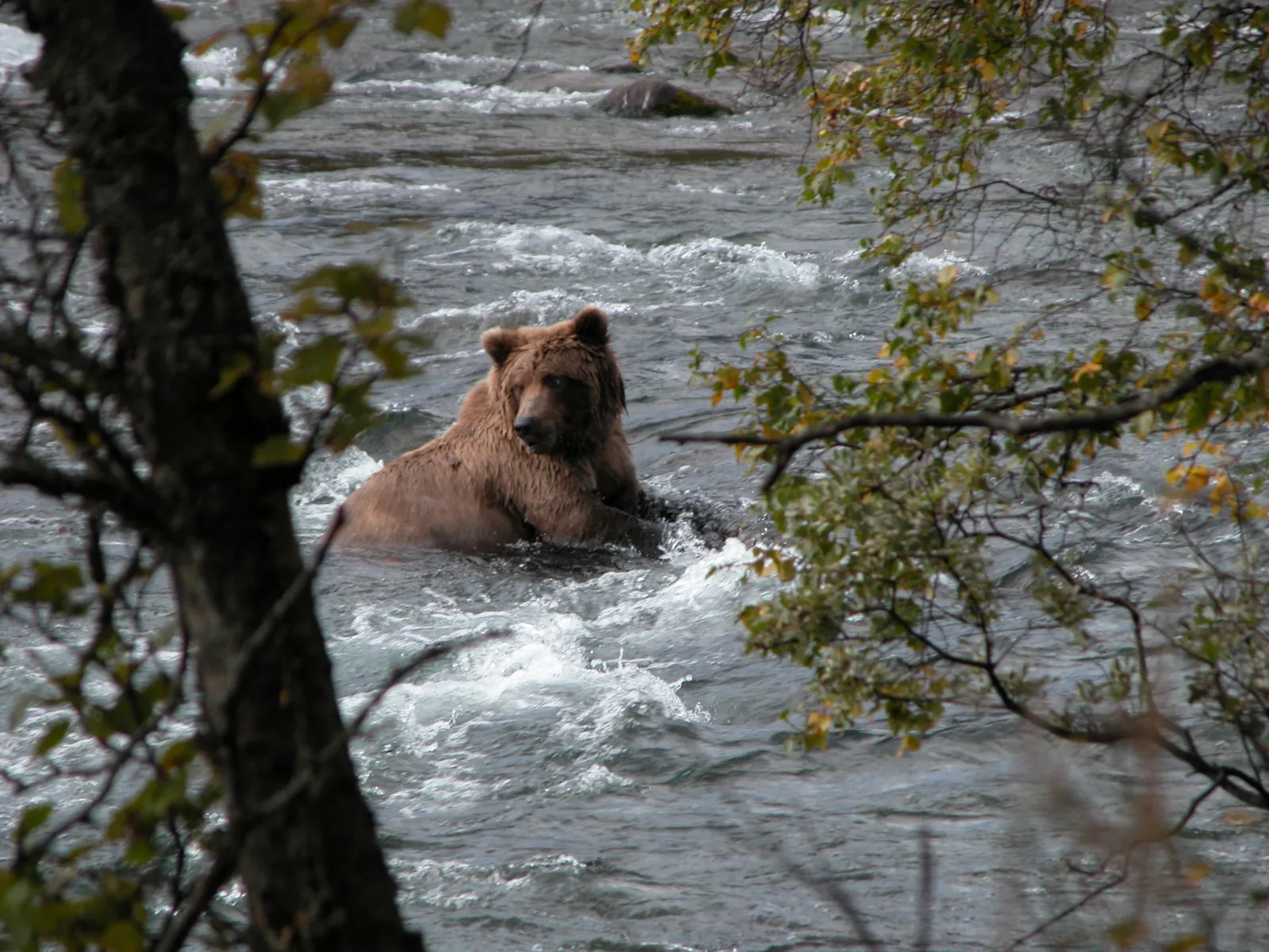 #1: Katmai National Park and Preserve, Alaska - Beyond the Bear Cam (Brown Bear in the Katmai National Park, CC BY-SA 2.0)