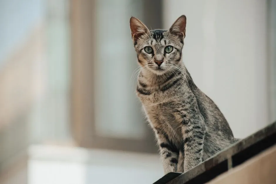 #30 - Egyptian Mau: Alert, Athletic, and Rarely Calm (Image Credits: Pexels)