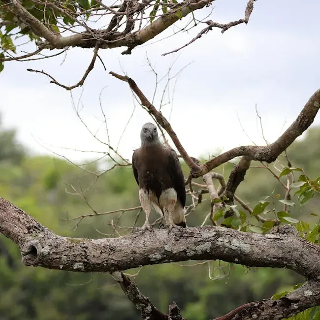 Madagascar Fish Eagle - Northwestern Madagascar (Image Credits: Pexels)