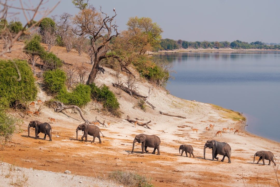 Botswana's Luxury Safari Options (Image Credits: Unsplash)