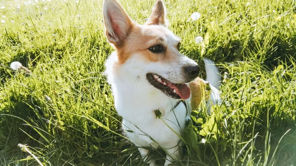 #9 Norwegian Lundehund: A Genetic Miracle Running Out of Time (Image Credits: Pexels)