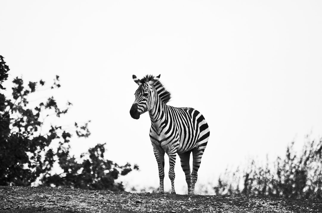 How Stripes Actually Repel Flying Insects (Image Credits: Unsplash)