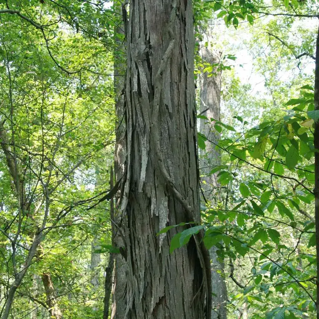 #10. Shagbark Hickory (Carya ovata) (Image Credits: Source: https://images-bonnier.imgix.net/)