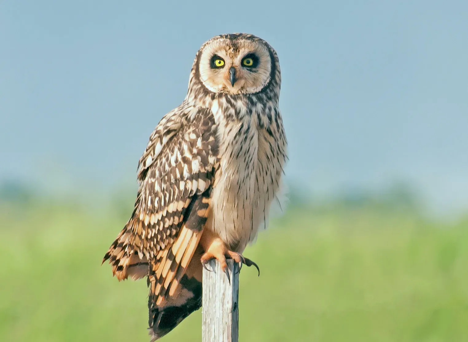 A Species That Refuses to Follow the Rules (Image Credits: Wikimedia)