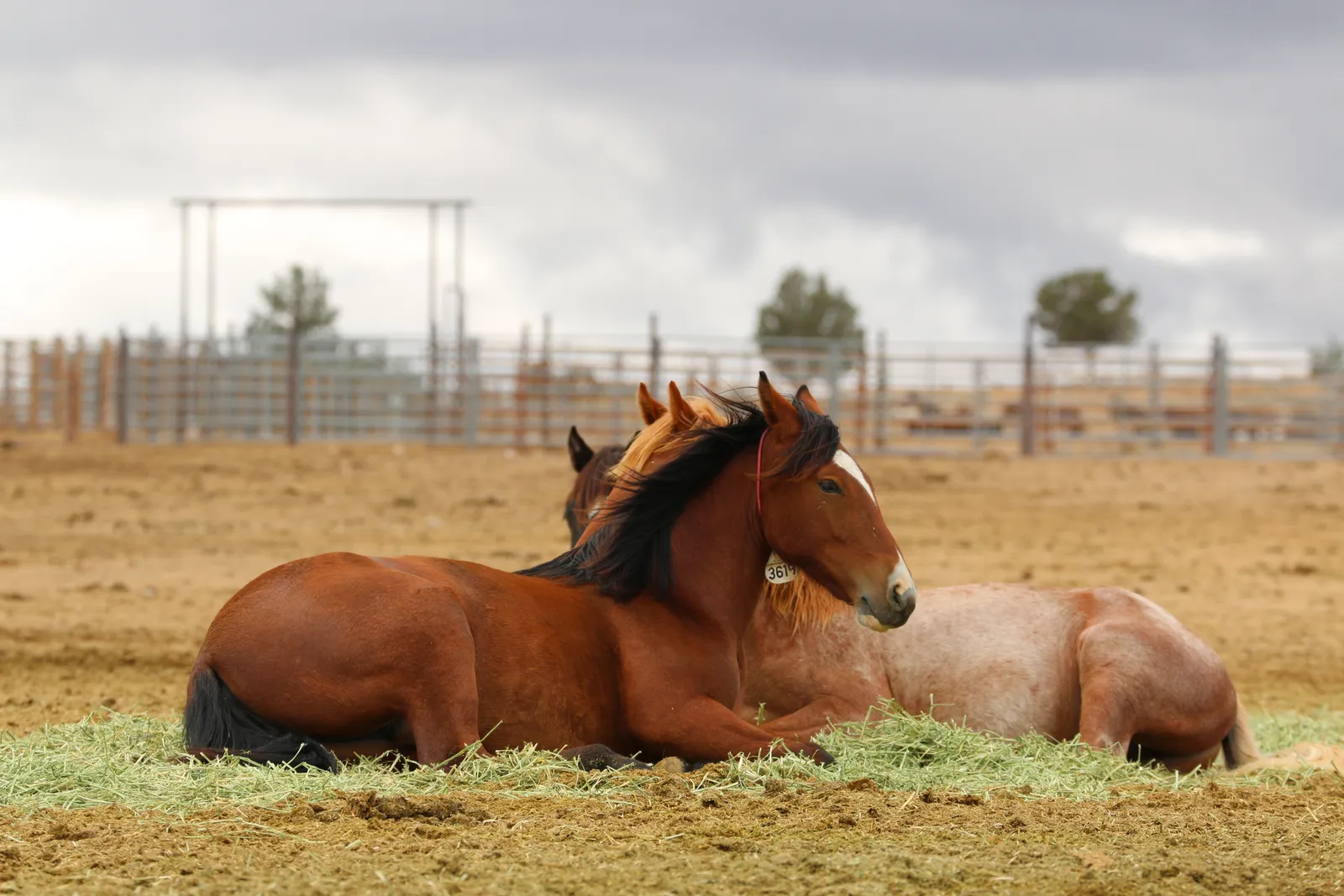 #3 - The Slow Blink and Dropping Head (Oregon's Wild Horse Corral Facility, Public domain)