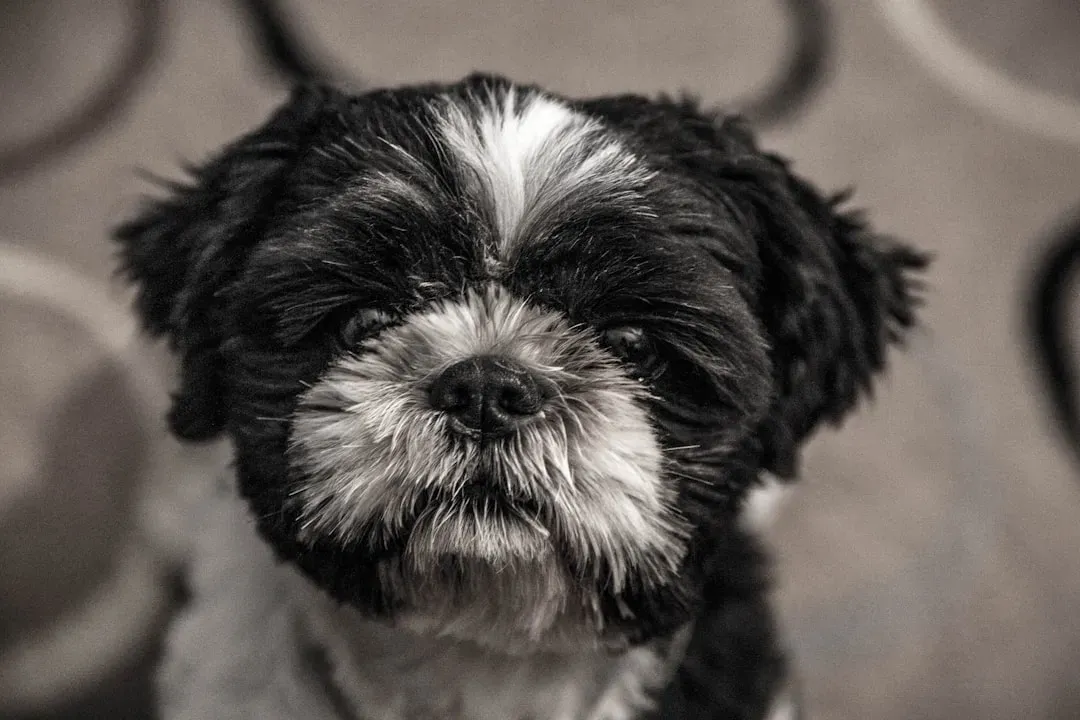 Shih Tzu (Image Credits: Unsplash)