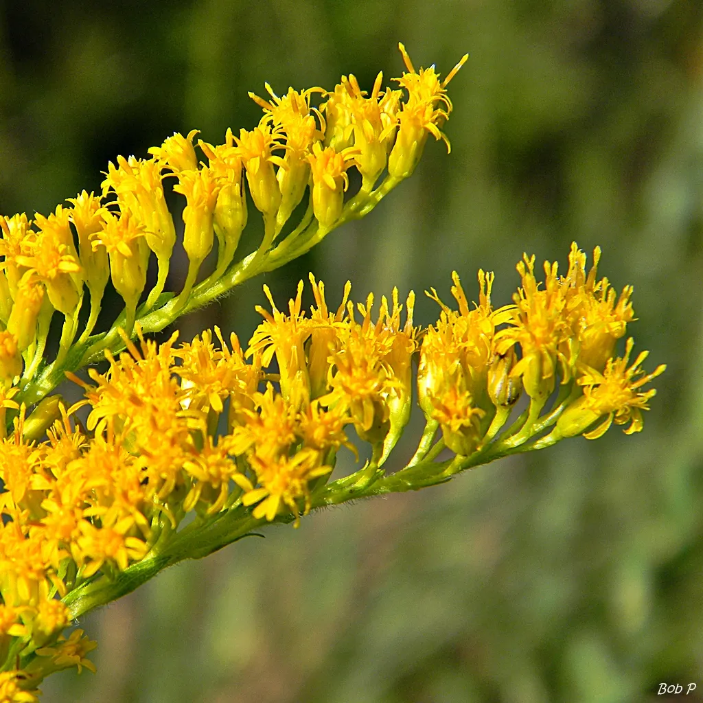 #8 - Goldenrod and Aster Combos That Turn Fall Into a Wildlife Finale (bob in swamp, Flickr, CC BY 2.0)