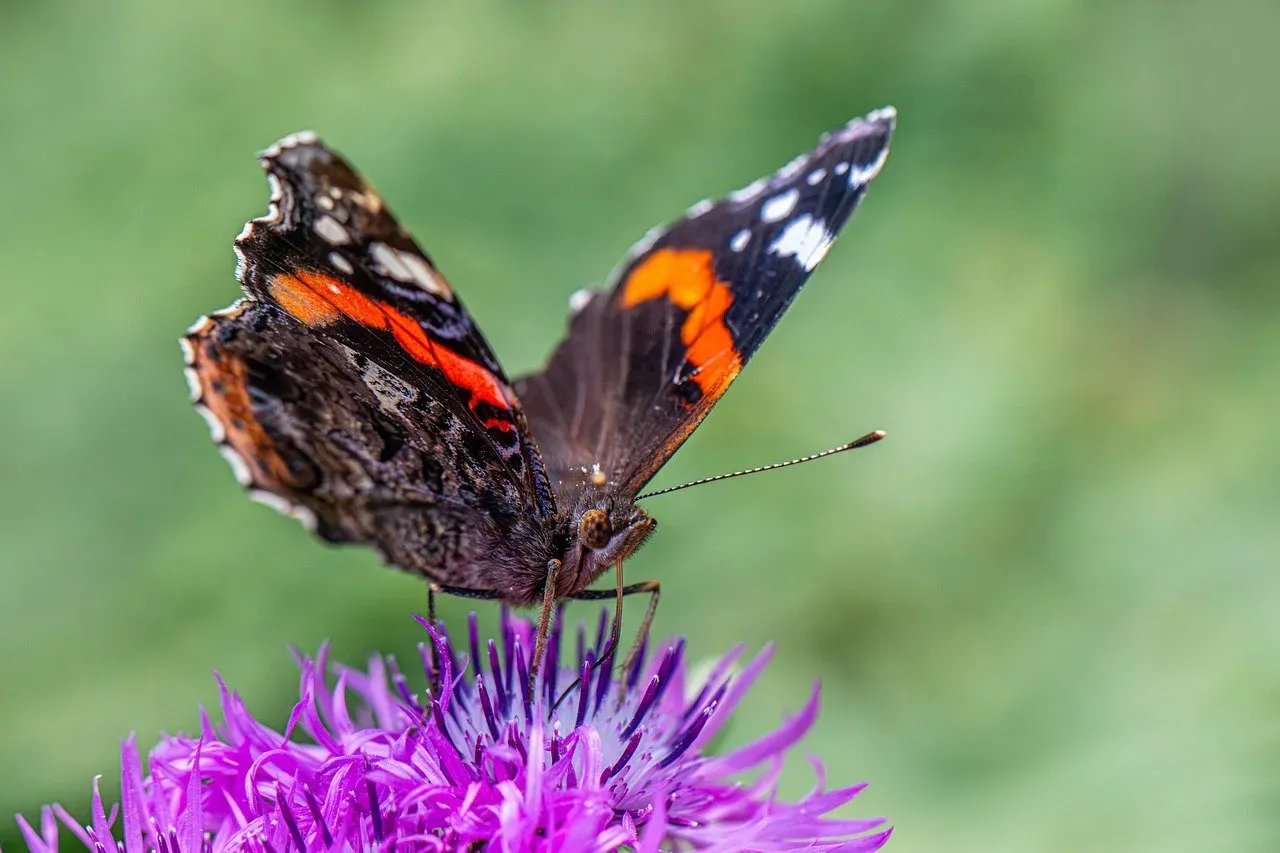 Conclusion: Plant for the Whole Lifecycle, Not Just the Visit (Image Credits: Pixabay)