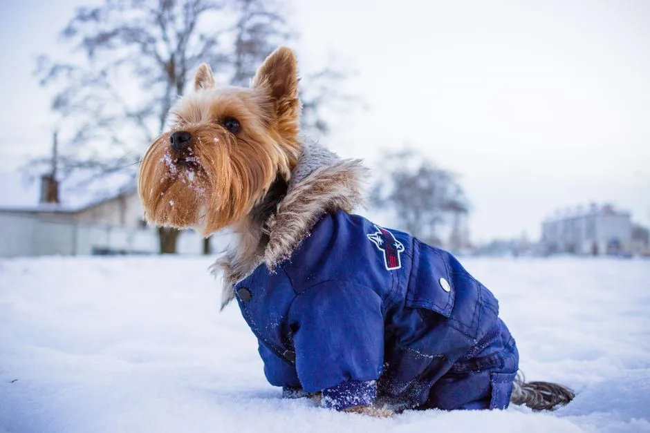 11. Yorkshire Terrier: Hair, Not Fur - and That Matters (Image Credits: Pexels)